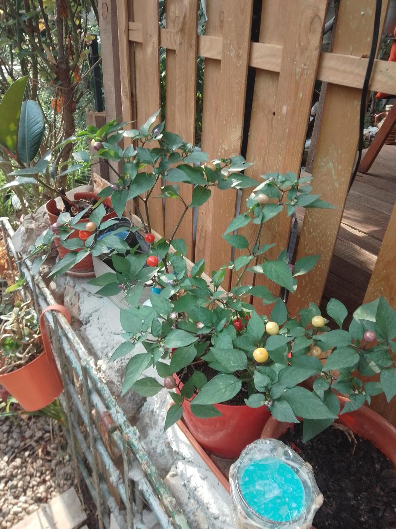 Casa Mocanu Giurgiu Esterno foto